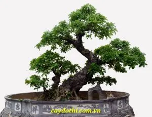 Sản phẩm cây lộc vừng thế 300x231 — Công Ty TNHH Cây Xanh Công Trình — MST 0601157679