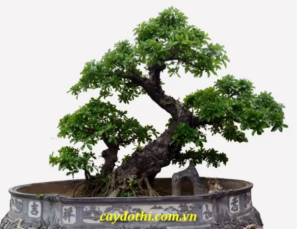 Sản phẩm cây lộc vừng thế — Công Ty TNHH Cây Xanh Công Trình — MST 0601157679