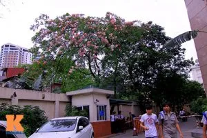 Sản phẩm mhd8 300x200 — Công Ty TNHH Cây Xanh Công Trình — MST 0601157679