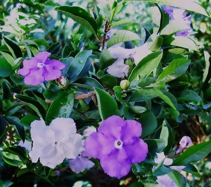 Sản phẩm hoa nhai nhat 2 — Công Ty TNHH Cây Xanh Công Trình — MST 0601157679