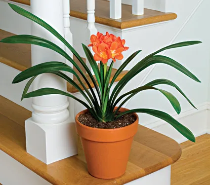 Sản phẩm lan qtu — Công Ty TNHH Cây Xanh Công Trình — MST 0601157679