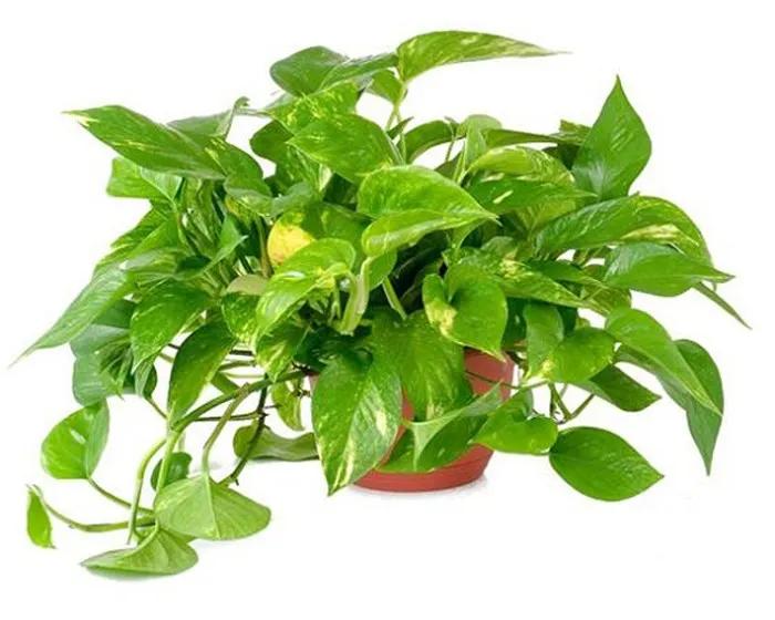 Sản phẩm trau ba — Công Ty TNHH Cây Xanh Công Trình — MST 0601157679