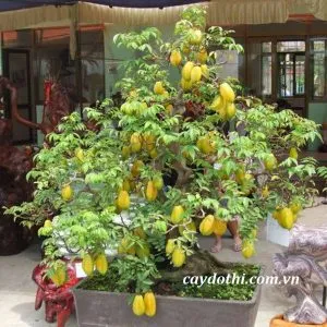 Sản phẩm cay khe bonsai 300x300 — Công Ty TNHH Cây Xanh Công Trình — MST 0601157679