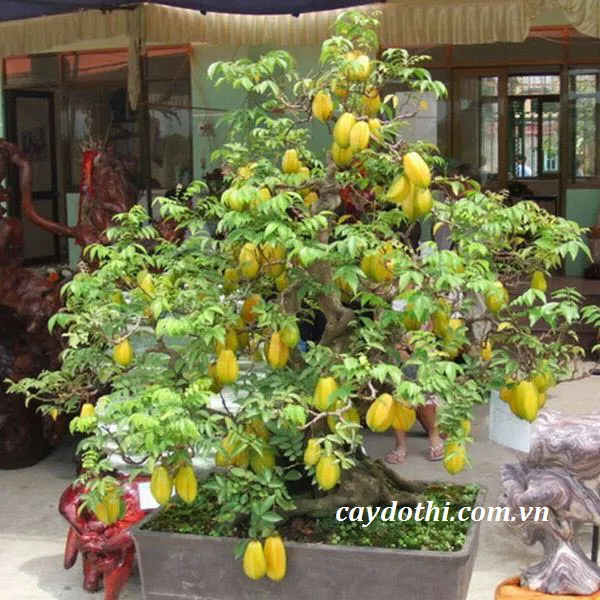 Sản phẩm cay khe bonsai — Công Ty TNHH Cây Xanh Công Trình — MST 0601157679