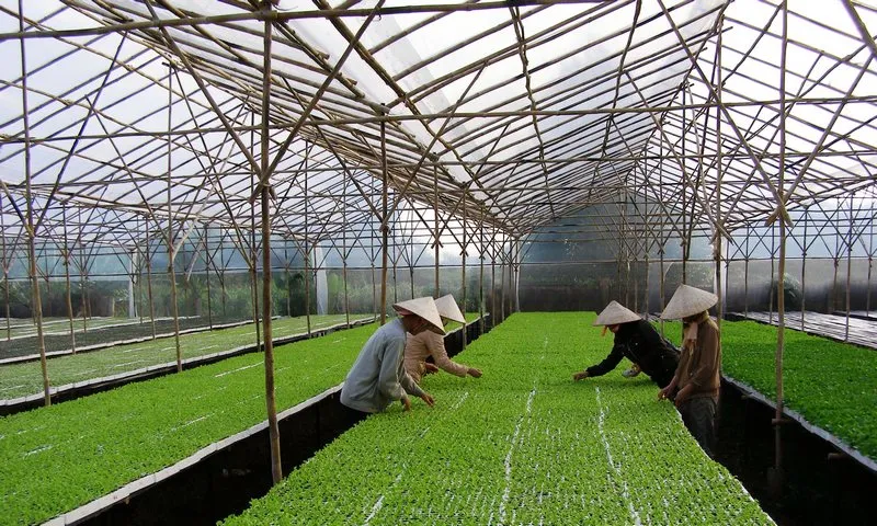 Sản phẩm rau nha kinh stc2 — Công Ty TNHH MTV Xuất Nhập Khẩu Trần Vinh — MST 0801175925
