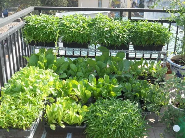 Sản phẩm trong rau sach — Công Ty TNHH MTV Xuất Nhập Khẩu Trần Vinh — MST 0801175925