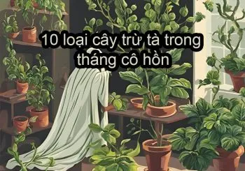 Sản phẩm 10 loai cay tru ta trong thang co hon 350x245 — Công Ty TNHH Webcaycanh — MST 0801244382