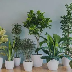 Sản phẩm cay canh van phong 255x255 — Công Ty TNHH Webcaycanh — MST 0801244382