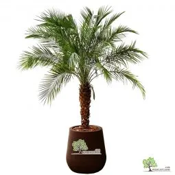 Sản phẩm cay cau nga mi dep 255x255 — Công Ty TNHH Webcaycanh — MST 0801244382
