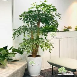 Sản phẩm cay hanh phuc goc to de van phong 255x255 — Công Ty TNHH Webcaycanh — MST 0801244382