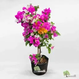 Sản phẩm cay hoa giay 255x255 — Công Ty TNHH Webcaycanh — MST 0801244382