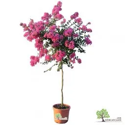 Sản phẩm cay hoa tuong vi 255x255 — Công Ty TNHH Webcaycanh — MST 0801244382