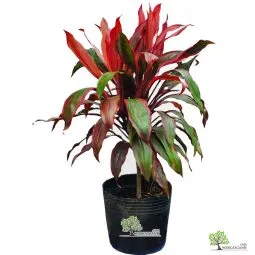 Sản phẩm cay huyet du dep 255x255 — Công Ty TNHH Webcaycanh — MST 0801244382