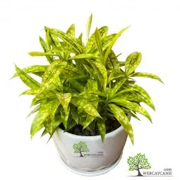 Sản phẩm cay truc nhat vang 255x255 — Công Ty TNHH Webcaycanh — MST 0801244382