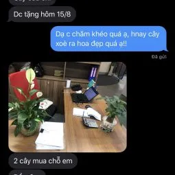Sản phẩm chi huong hcm 255x255 — Công Ty TNHH Webcaycanh — MST 0801244382