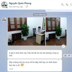Sản phẩm danh gia anh phong 255x255 — Công Ty TNHH Webcaycanh — MST 0801244382