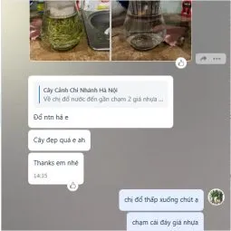 Sản phẩm danh gia chi khue 255x255 — Công Ty TNHH Webcaycanh — MST 0801244382
