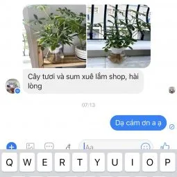 Sản phẩm dennis nguyen hcm 255x255 — Công Ty TNHH Webcaycanh — MST 0801244382