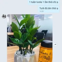 Sản phẩm feedback khach hang 4 255x255 — Công Ty TNHH Webcaycanh — MST 0801244382