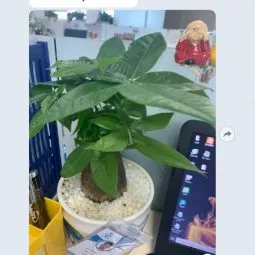 Sản phẩm feedback khach hang 9 255x255 — Công Ty TNHH Webcaycanh — MST 0801244382