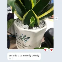 Sản phẩm me cop danh gia 255x255 — Công Ty TNHH Webcaycanh — MST 0801244382