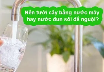 Sản phẩm nen tuoi cay bang nuoc may hay nuoc dun soi de nguoi 350x245 — Công Ty TNHH Webcaycanh — MST 0801244382