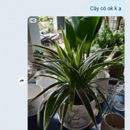 Sản phẩm thanh hoa hn danh gia 255x255 — Công Ty TNHH Webcaycanh — MST 0801244382