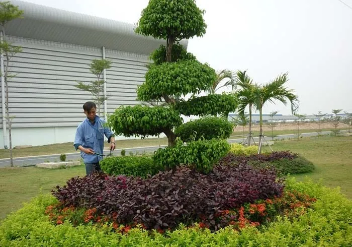 Sản phẩm dich vu cat tia cay xanh cay canh 214 2 — Công Ty TNHH Thương Mại Và Dịch Vụ Nhà Sạch Hải Dương 24H Mai Lộc — MST 0801284963