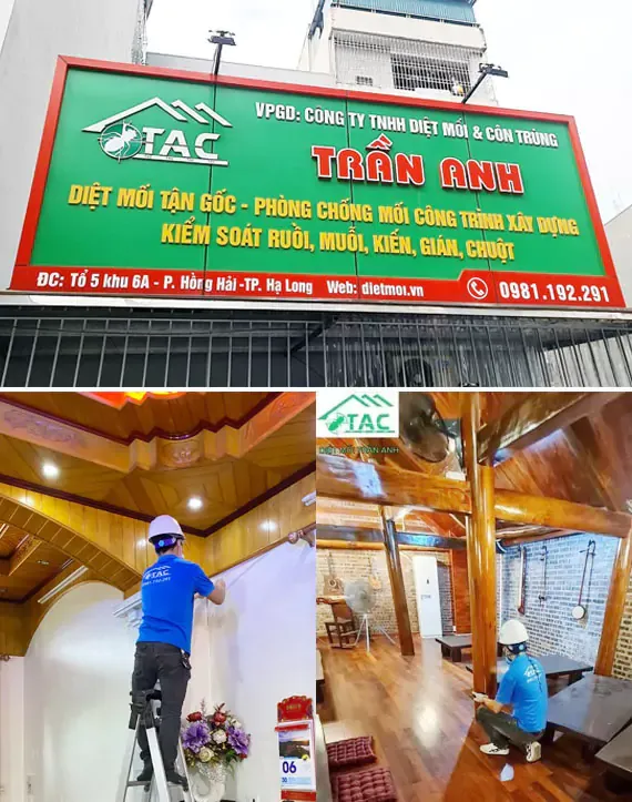 Văn phòng Diệt Mối Trần Anh - Công Ty TNHH Phòng Trừ Mối Và Diệt Côn Trùng Trần Anh #? — MST 0801294344