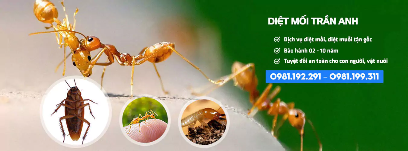 Sản phẩm diet con trung diet moi — Diệt Mối Trần Anh - Công Ty TNHH Phòng Trừ Mối Và Diệt Côn Trùng Trần Anh — MST 0801294344