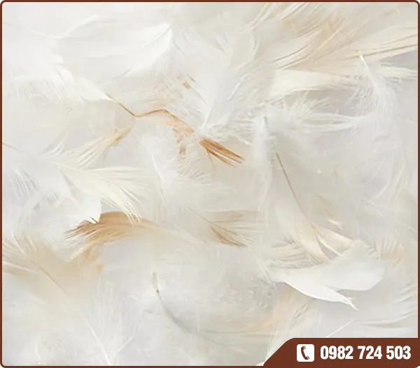 Sản phẩm 12 — Lông Vũ Thắng Hà - Công Ty TNHH Xuất Nhập Khẩu Lông Vũ Thắng Hà — MST 0801362241
