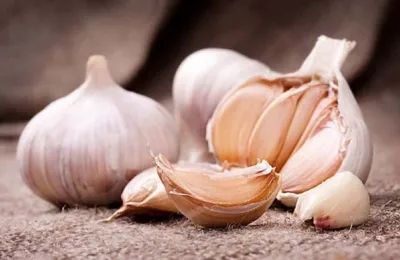 Sản phẩm m2q_garlic — Chi Nhánh Công Ty Cổ Phần Sản Xuất Đông Dương — MST 0900271549