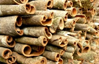 Sản phẩm wl5_que ong — Chi Nhánh Công Ty Cổ Phần Sản Xuất Đông Dương — MST 0900271549