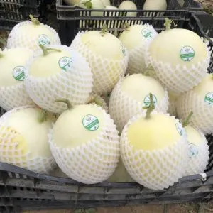 Sản phẩm xop luoi 2 300x300 — Vật Tư Cầu Đường HT - Công Ty Cổ Phần HT Việt Nam — MST 0900631135