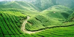 Sản phẩm new starlight travel 0235 moc chau 11 — Công Ty TNHH Du Lịch Quốc Tế ánh Sao Mới — MST 0900652255