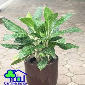 Sản phẩm bach ma hoang tu 1 300x300 — Công Ty TNHH Sản Xuất Và Kinh Doanh Cây Xanh Thủ Đô — MST 0901055653