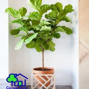 Sản phẩm bang singapore 003 300x300 — Công Ty TNHH Sản Xuất Và Kinh Doanh Cây Xanh Thủ Đô — MST 0901055653