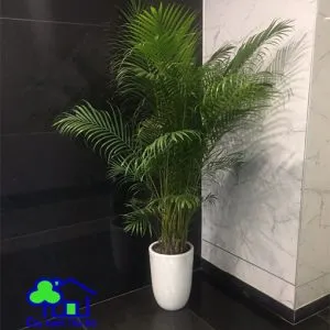 Sản phẩm cau hawai 1 300x300 — Công Ty TNHH Sản Xuất Và Kinh Doanh Cây Xanh Thủ Đô — MST 0901055653