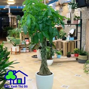 Sản phẩm kim ngan xoan 300x300 — Công Ty TNHH Sản Xuất Và Kinh Doanh Cây Xanh Thủ Đô — MST 0901055653