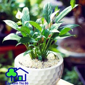 Sản phẩm lan y 001 300x300 — Công Ty TNHH Sản Xuất Và Kinh Doanh Cây Xanh Thủ Đô — MST 0901055653