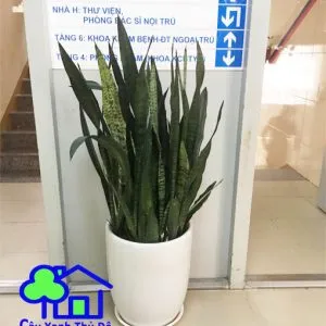 Sản phẩm luoi ho 1 300x300 — Công Ty TNHH Sản Xuất Và Kinh Doanh Cây Xanh Thủ Đô — MST 0901055653
