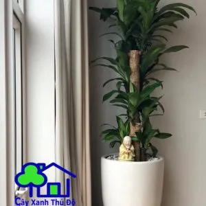 Sản phẩm thiet moc lan goc 001 300x300 — Công Ty TNHH Sản Xuất Và Kinh Doanh Cây Xanh Thủ Đô — MST 0901055653