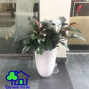 Sản phẩm trau ba de vuong 001 300x300 — Công Ty TNHH Sản Xuất Và Kinh Doanh Cây Xanh Thủ Đô — MST 0901055653