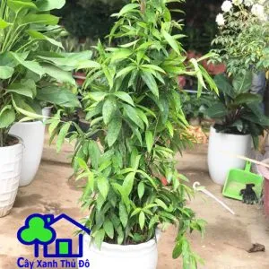 Sản phẩm truc nhat 300x300 — Công Ty TNHH Sản Xuất Và Kinh Doanh Cây Xanh Thủ Đô — MST 0901055653