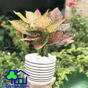 Sản phẩm van loc 300x300 — Công Ty TNHH Sản Xuất Và Kinh Doanh Cây Xanh Thủ Đô — MST 0901055653