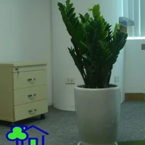 Sản phẩm Kim tien trung 300x300 — Công Ty TNHH Sản Xuất Và Kinh Doanh Cây Xanh Thủ Đô — MST 0901055653