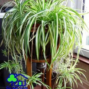 Sản phẩm bach lan chi 003 300x300 — Công Ty TNHH Sản Xuất Và Kinh Doanh Cây Xanh Thủ Đô — MST 0901055653
