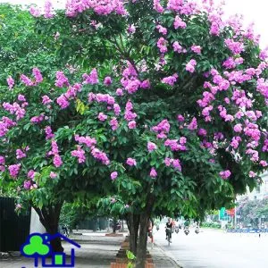 Sản phẩm cay bang lang 001 300x300 — Công Ty TNHH Sản Xuất Và Kinh Doanh Cây Xanh Thủ Đô — MST 0901055653