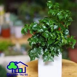 Sản phẩm cay hanh phuc 300x300 — Công Ty TNHH Sản Xuất Và Kinh Doanh Cây Xanh Thủ Đô — MST 0901055653