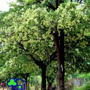 Sản phẩm cay hoa sua 300x300 — Công Ty TNHH Sản Xuất Và Kinh Doanh Cây Xanh Thủ Đô — MST 0901055653
